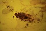 Fossil Booklouse (Psocoptera) In Baltic Amber #109500-2